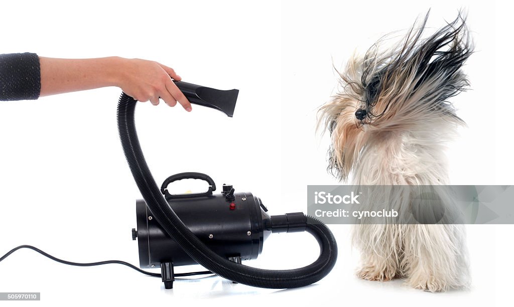 Dog Hair Dryer 101: Everything You Need to Know Before You Buy